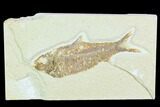 Bargain, Fossil Fish (Knightia) - Wyoming #126204-1